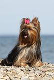 YORKSHIRE TERRIER 279